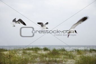 Three seagulls flying over beach.