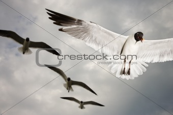 Seagulls in flight.