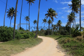 Palm trees on Dominica