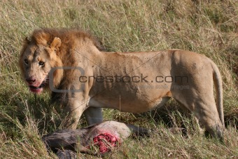 Male lion with prey