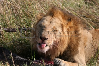 Male lion "smiling" 