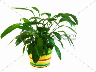 Potted plant Spathiphyllum on a white background