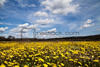 Yellow flowers landscape