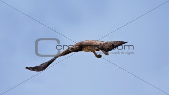 Martial Eagle