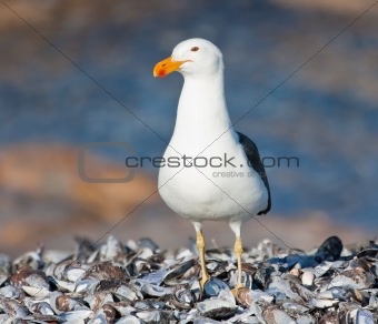 Cape Gull standing on mussel shells in the sun