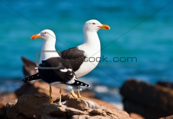 A pair of Cape gulls standing on the rocks