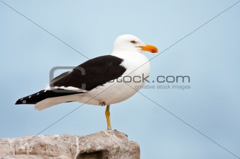 A ringed Cape Gull standing on rocks
