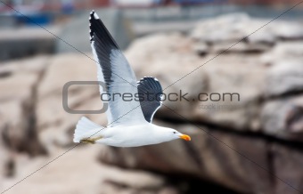 Cape Gull flying past rocks