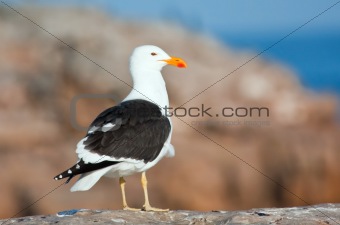Cape Gull standing on the rocks in sunshine