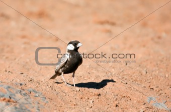 Grey-backed Sparrow-lark walking on the sand in the Kalahari desert