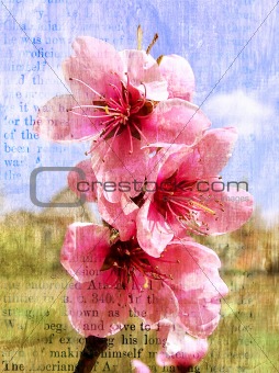 Spring flowering of a peach