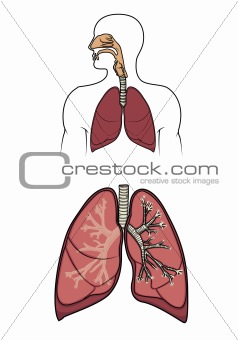 Human respitory system in vector