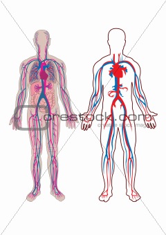 Human vein and anatomy in vector