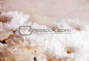 Decorative white chrysanthemums for wallpaper or background