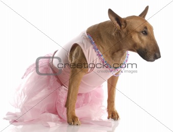 female bull terrier dressed up in a ballerina tutu