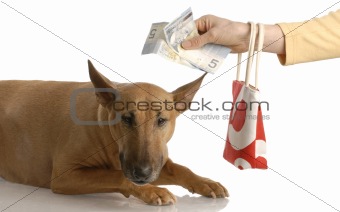 expensive dog