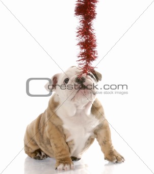 bulldog puppy pulling on christmas garland on white background