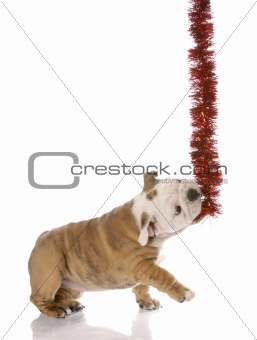 naughty little christmas helper - english bulldog