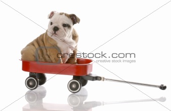 puppy travelling in a red wagon