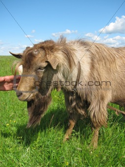 Hornless brown goat