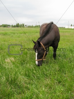 Feeding horse