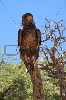 Martial Eagle seen in the Kalahari desert