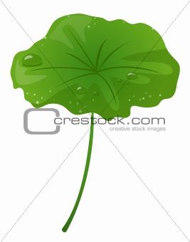 Lotus leaf and water drop