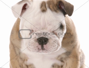 english bulldog puppy squinting isolated on white background