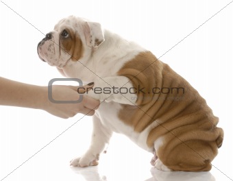 shake a paw - hand holding paw of english bulldog puppy
