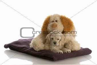 puppy and teddy bear