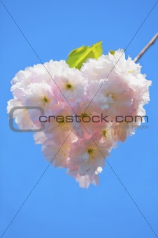 Heart shaped blossom