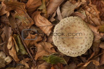 Leaves and mushroom.