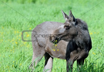 Young norwegian female moose