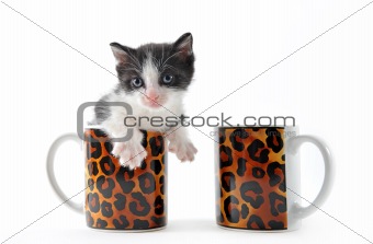 kitten in a cup of tea