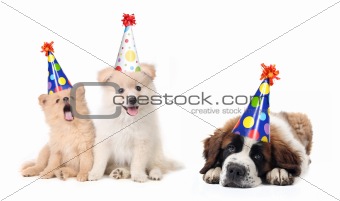 Silly Celebrating Birthday Puppies