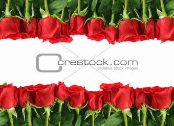 Rows of Red Roses on White