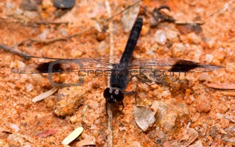 Macro of black dragonfly