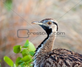 Close-up of a Black-bellied bustard in nature