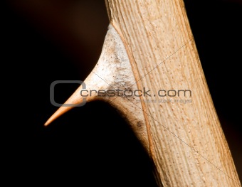 Macro of a rose thorn