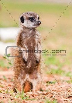 Baby Suricate standing upstraight in the sunshine to look for danger
