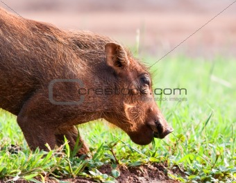 Young Warthog piglet