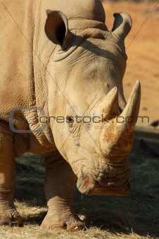  White Rhino