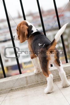 Beagle puppy standing on balcony