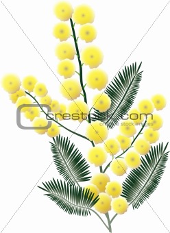 Bunch of mimosa blossoms