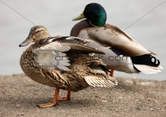 Male and female Mallard Ducks
