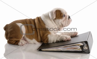 dog school - nine week old english bulldog puppy laying on binder filled with paper