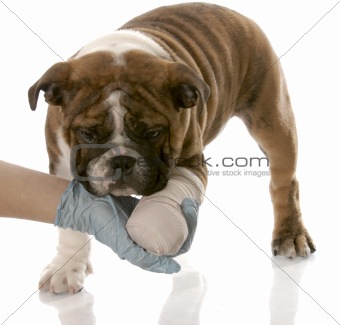 veterinarian hand holding wounded paw of english bulldog puppy