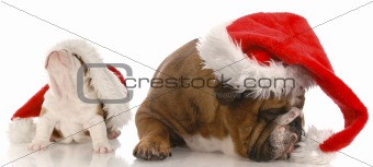 santa with attitude - english bulldog wearing santa hat arguing with puppy