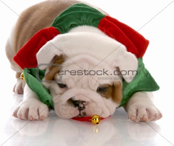 seven week old english bulldog puppy wearing christmas scarf