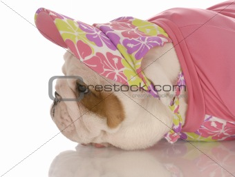 seven week old english bulldog puppy dressed up in pink hat and sweater